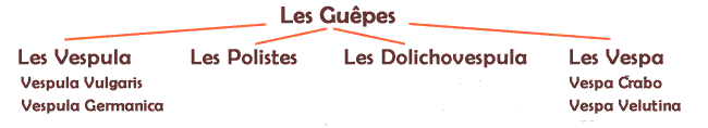 Principales espèces de guêpes visible en France